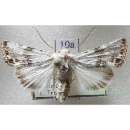 Calophasia opalina (Esper, 1793) Bulgaria10a